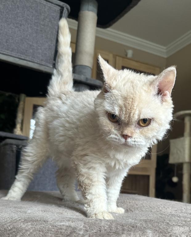 Cream Colored Selkirk Rex Short Haired photo 1
