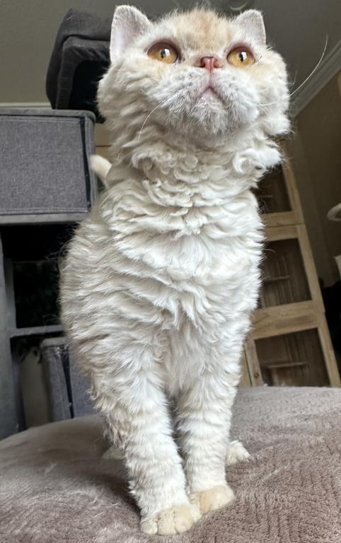 Cream Colored Selkirk Rex Short Haired photo 2