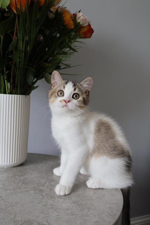 British Shorthair Boy