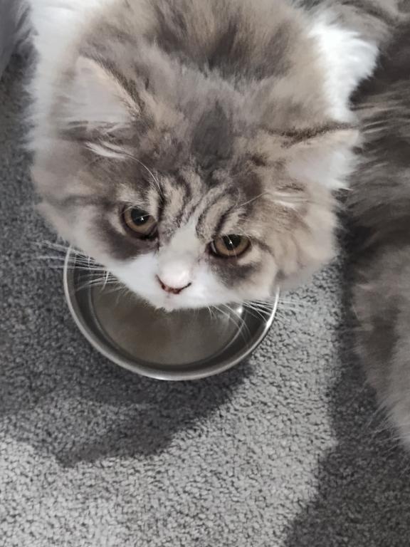Blue White Persian Kitten
