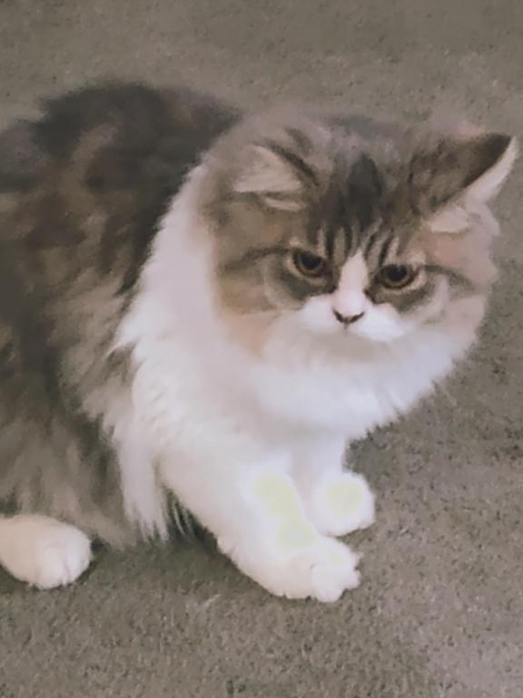 Blue White Persian Kitten photo 2