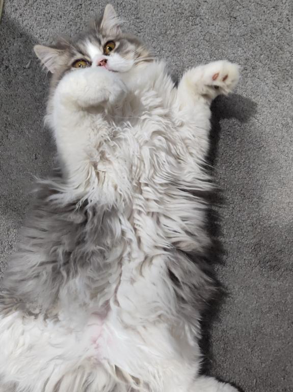 Blue White Persian Kitten photo 3