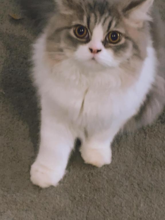 Blue White Persian Kitten photo 1