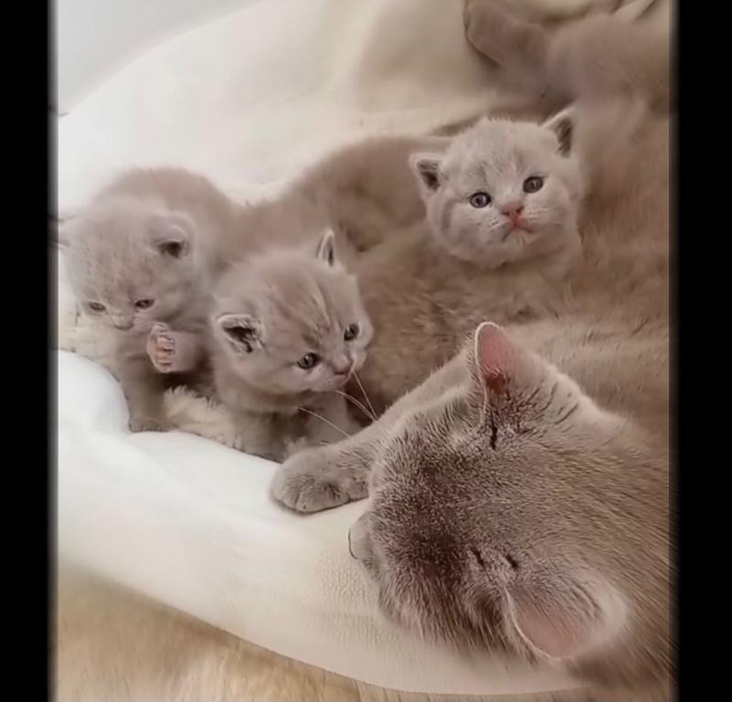 PURE BREED BRITISH SHORTHAIR KITTENS BOY photo 4