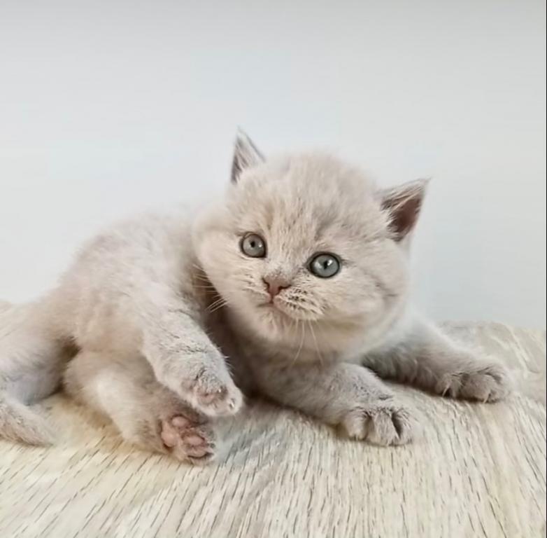 PURE BREED BRITISH SHORTHAIR KITTENS BOY photo 1