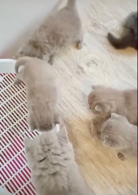 PURE BREED BRITISH SHORTHAIR KITTENS BOY photo 5