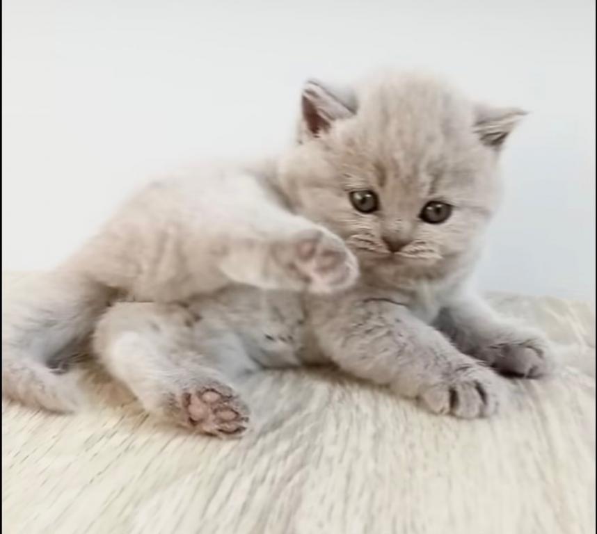 PURE BREED BRITISH SHORTHAIR KITTENS BOY photo 6