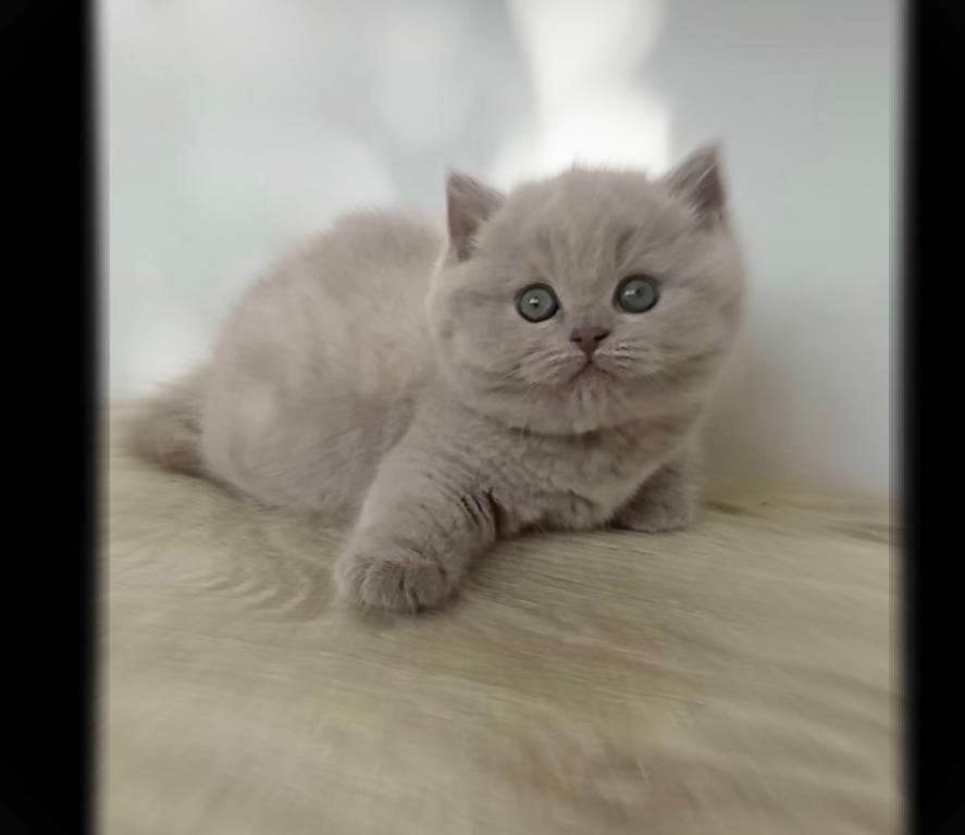PURE BREED BRITISH SHORTHAIR KITTENS BOY photo 2