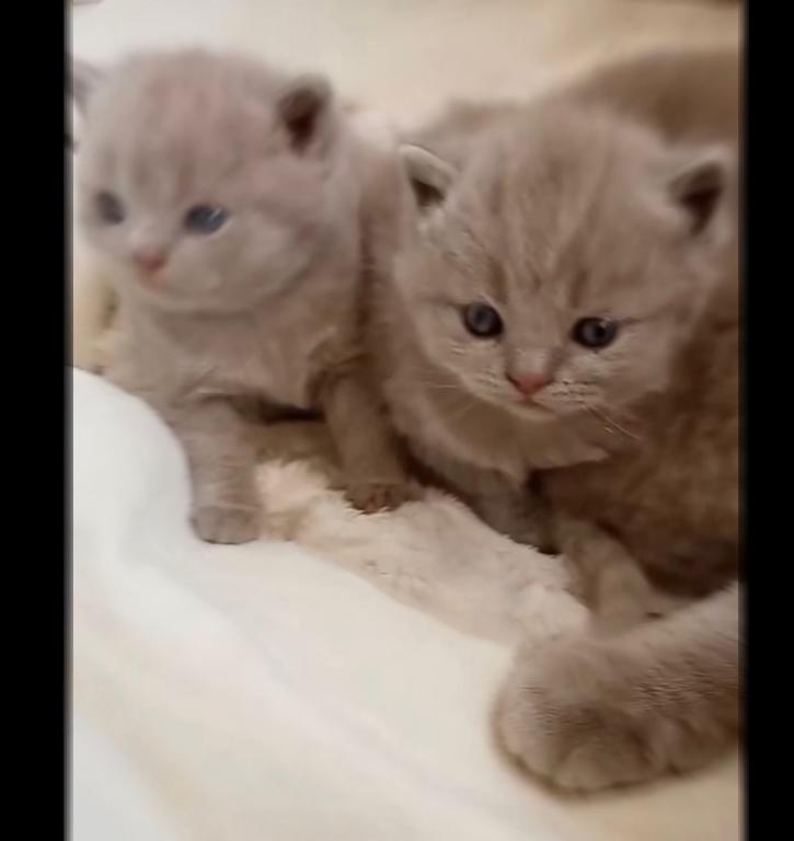PURE BREED BRITISH SHORTHAIR KITTENS BOY photo 3