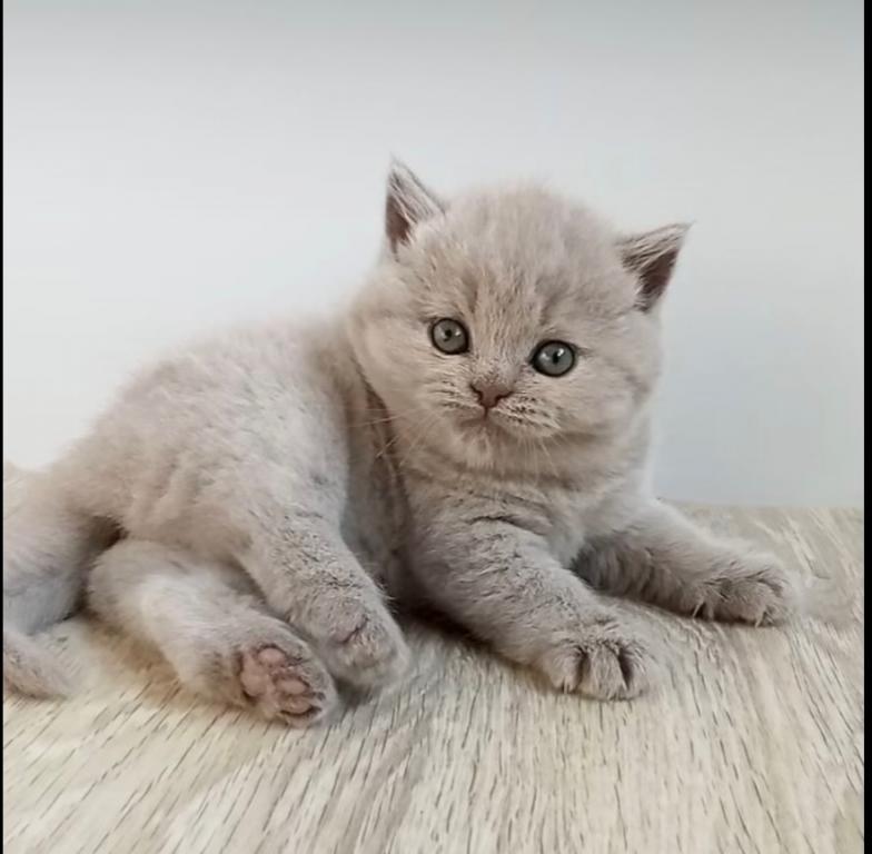 PURE BREED BRITISH SHORTHAIR KITTENS BOY photo 7