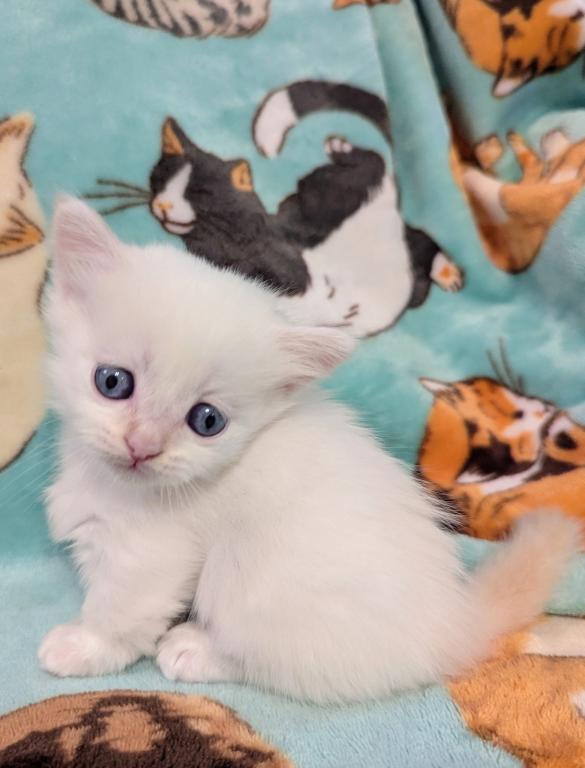 Future Munchkin Kittens photo 4