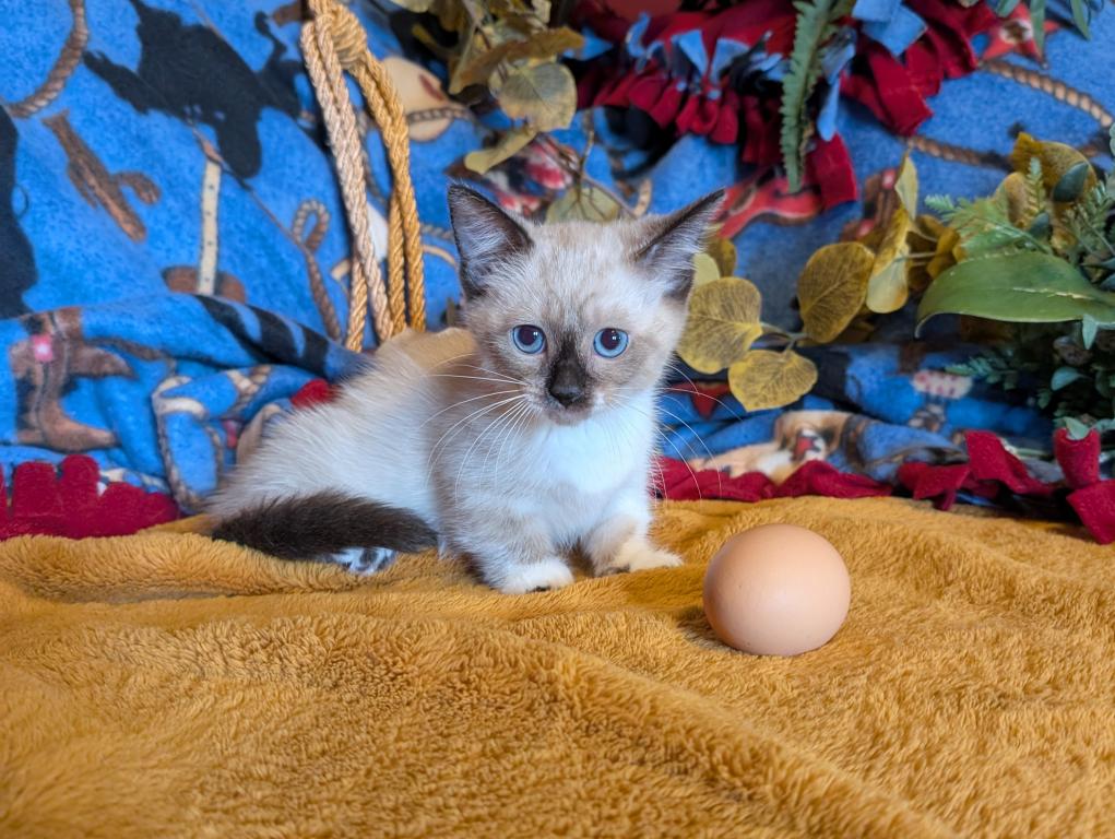 Future Munchkin Kittens