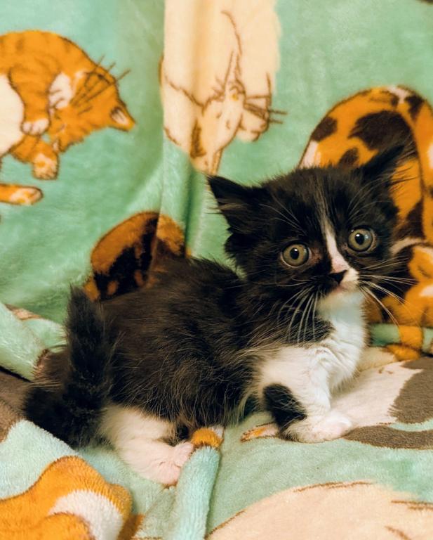 Future Munchkin Kittens photo 2