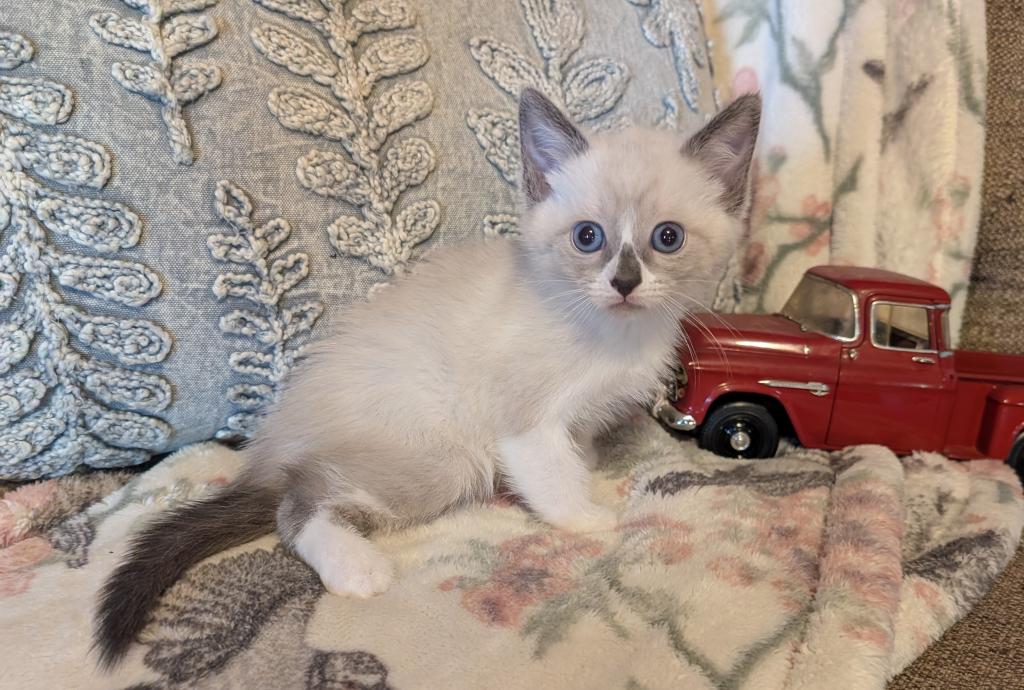 Future Munchkin Kittens photo 5