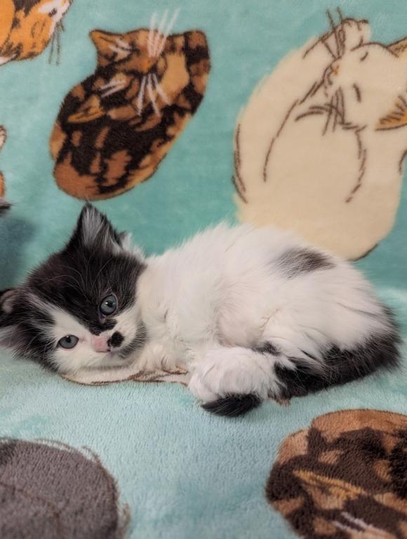 Future Munchkin Kittens photo 3