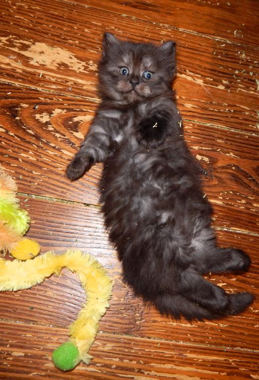 Ducky Is Reserved photo 9
