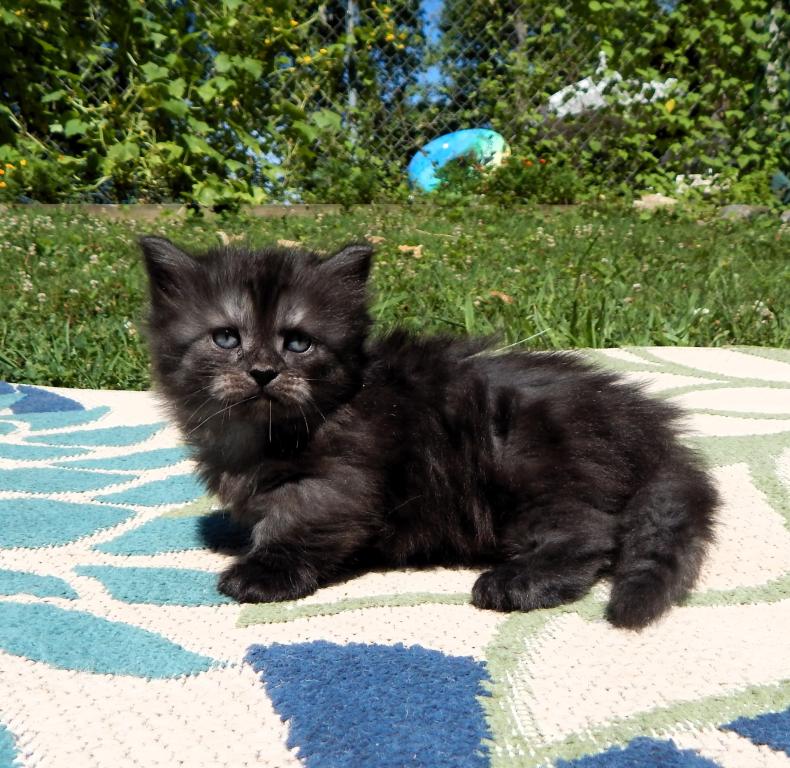 Ducky Is Reserved