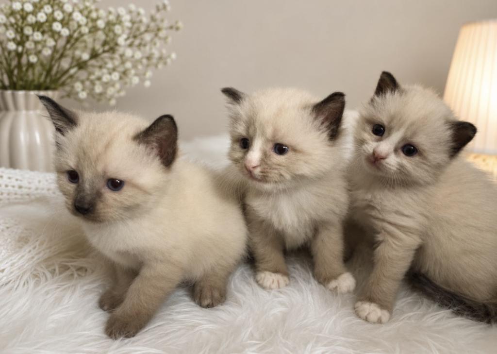 Ragdoll Kitty 2