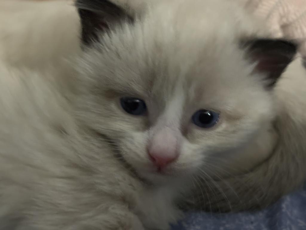 Ragdoll Kitty 2 photo 2