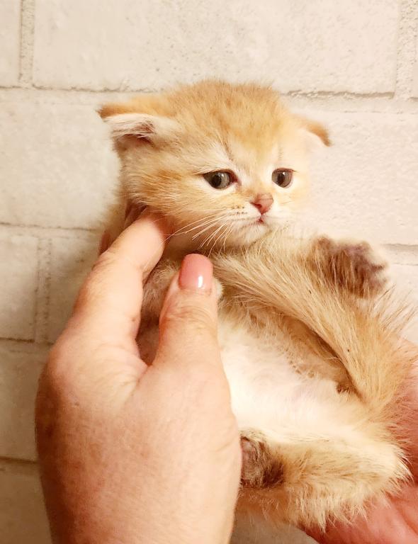 Scottish Fold Chinchilla Kitten Carla photo 2