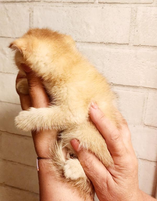 Scottish Fold Chinchilla Kitten Carla photo 3