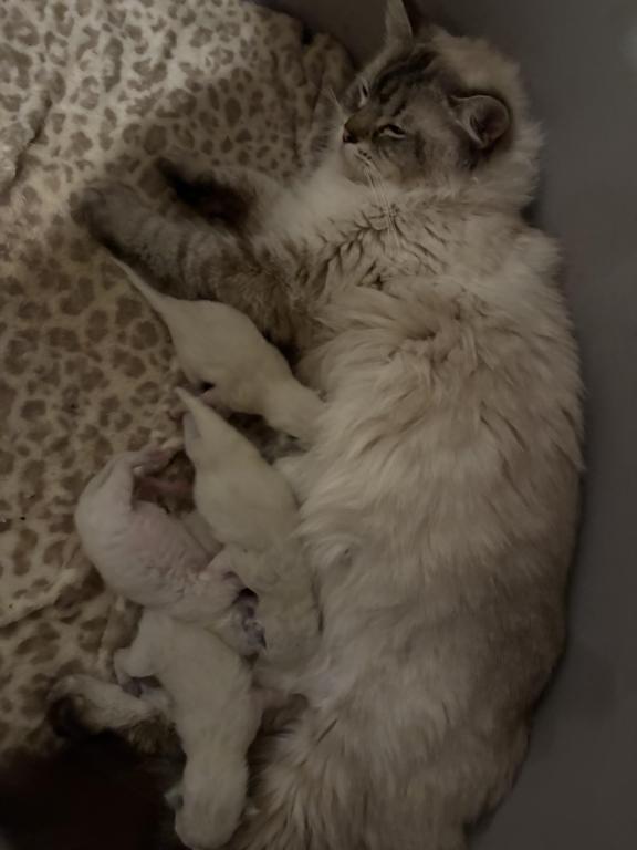 Roxies Litter Of 5