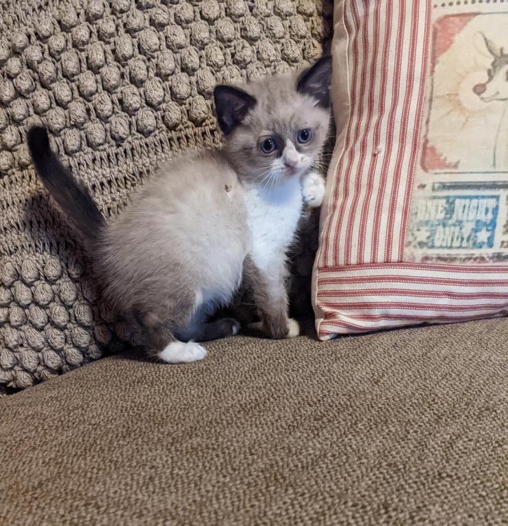 Nonstandard Munchkin photo 1