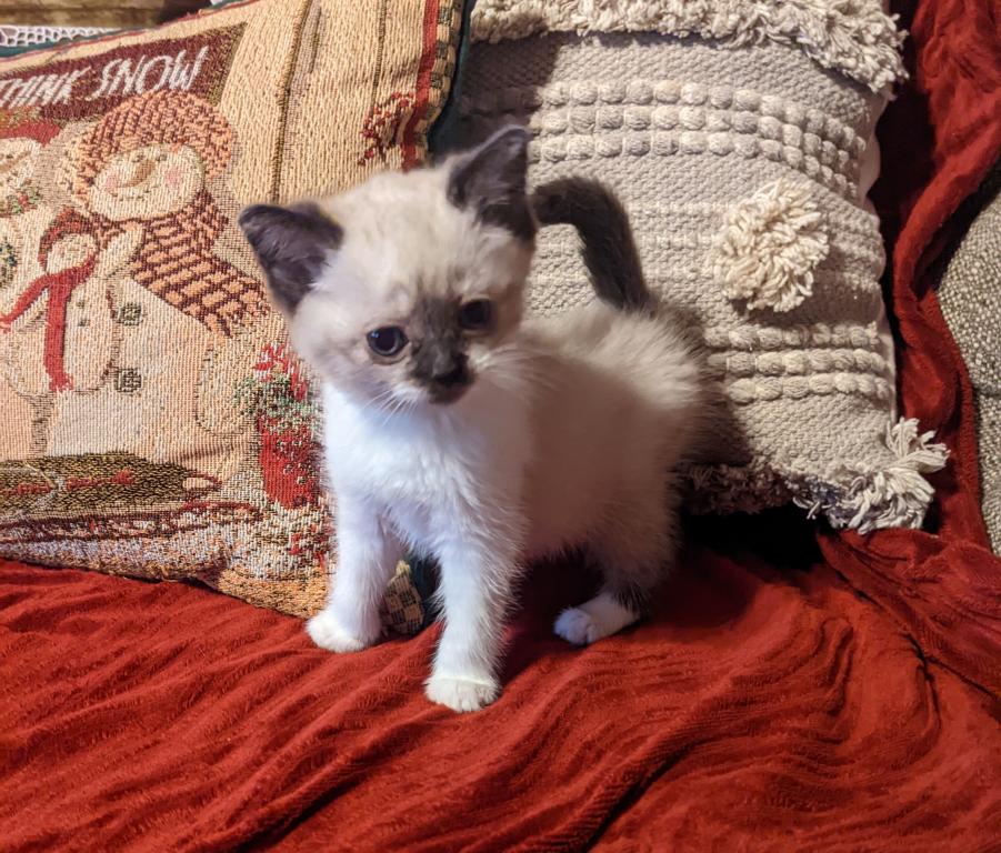 Nonstandard Munchkin photo 6