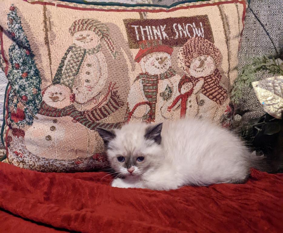 Nonstandard Munchkin photo 4