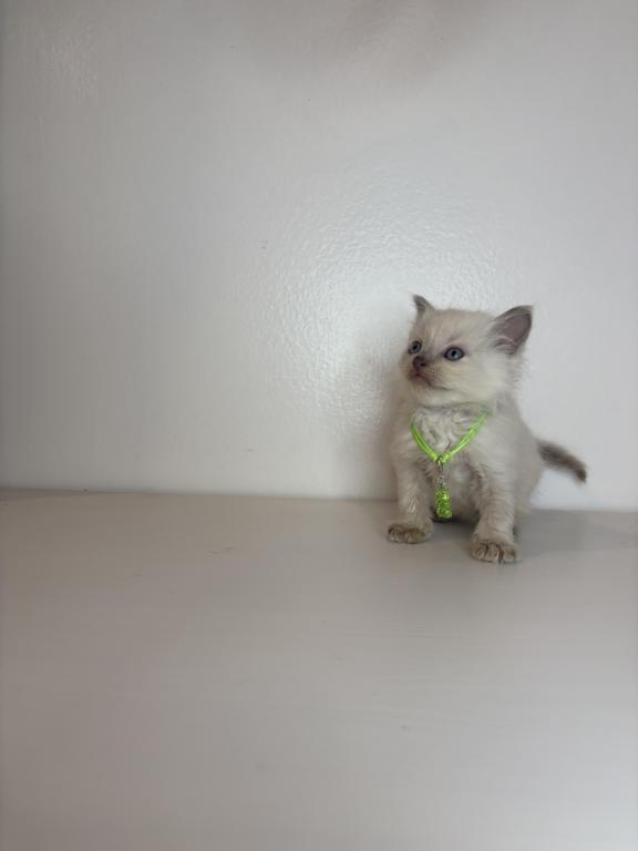 Green Collar photo 2