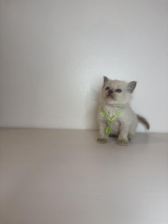 Green Collar photo 1