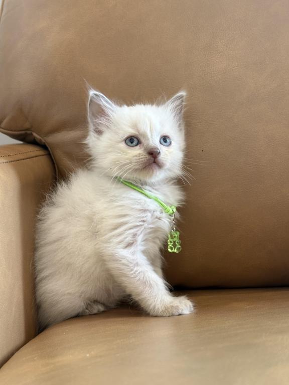 Green Collar photo 1