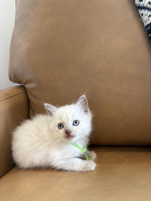 Green Collar photo 2