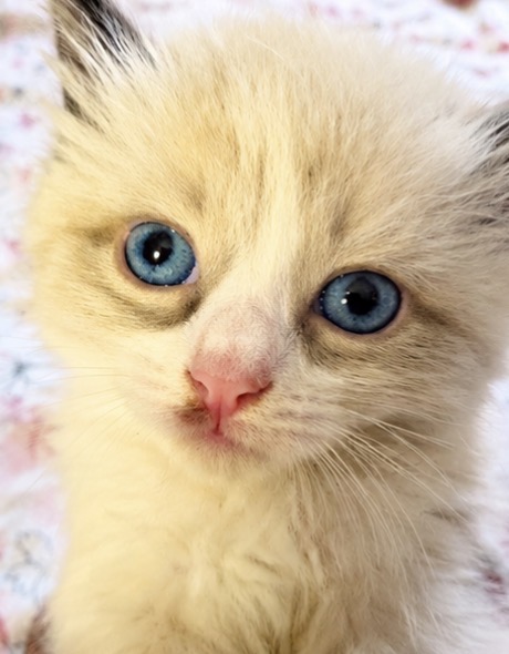 Kittens Four photo 2