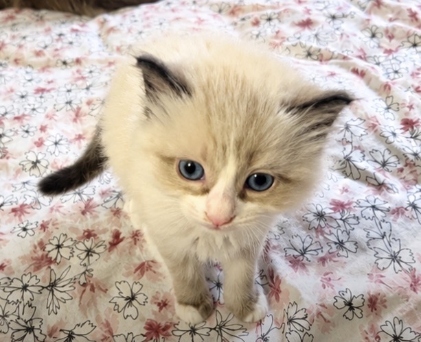 Kittens Four photo 3