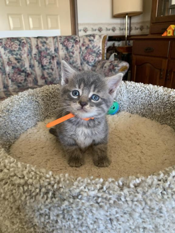 Mixed Breed Kittens photo 5