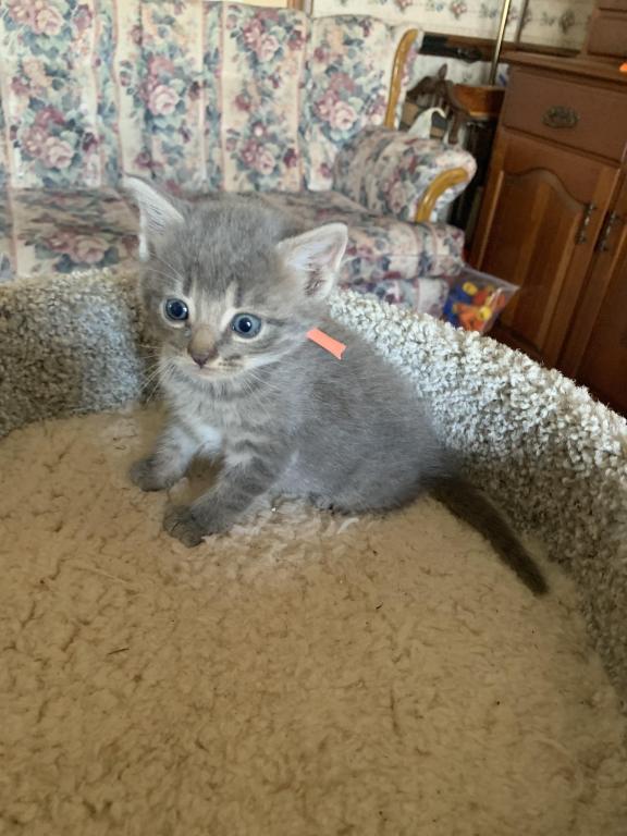 Mixed Breed Kittens photo 7