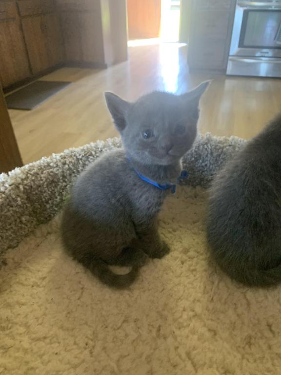 Mixed Breed Kittens photo 11