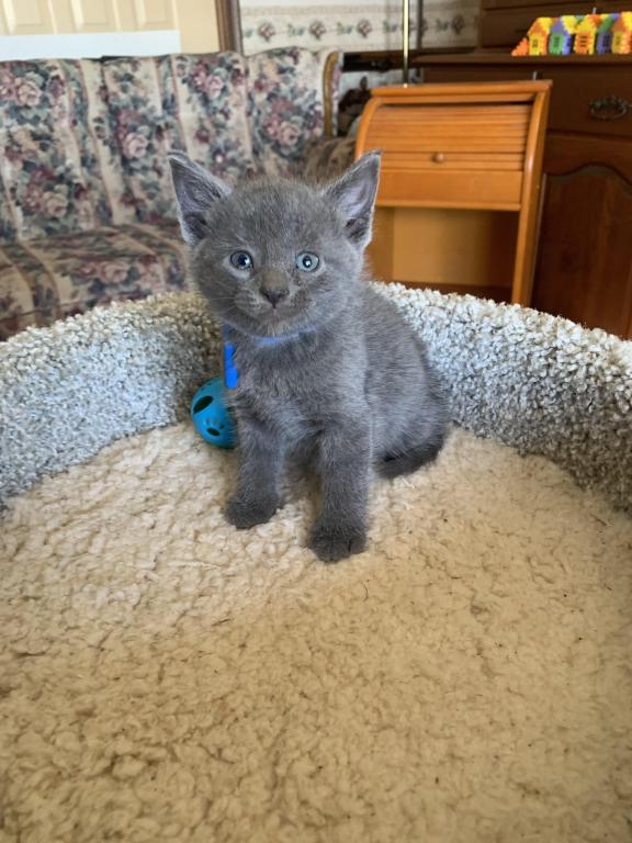Mixed Breed Kittens photo 4