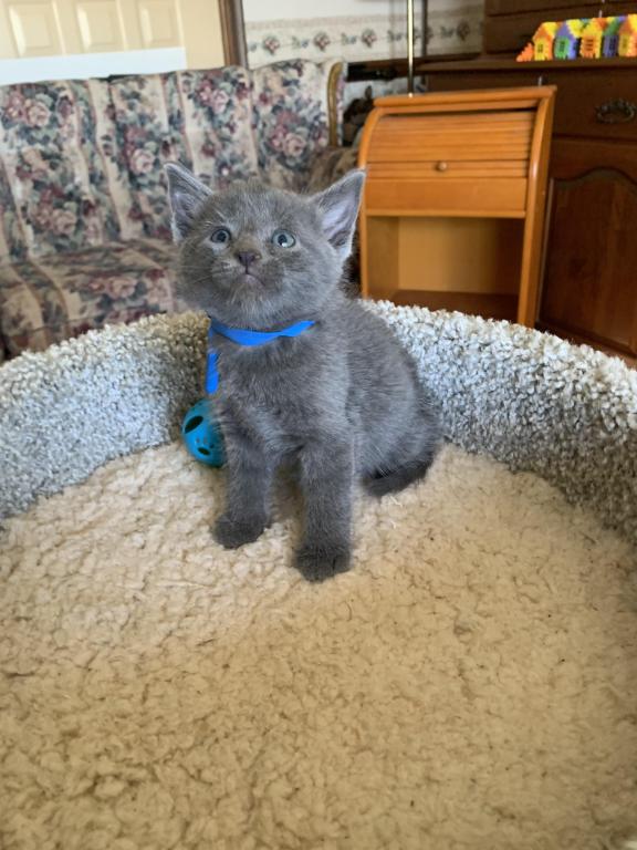 Mixed Breed Kittens photo 3