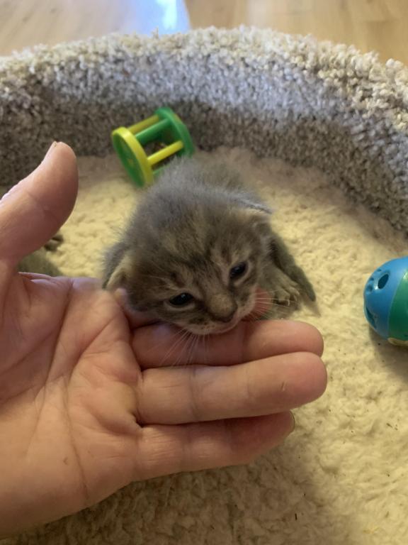 Mixed Breed Kittens photo 3