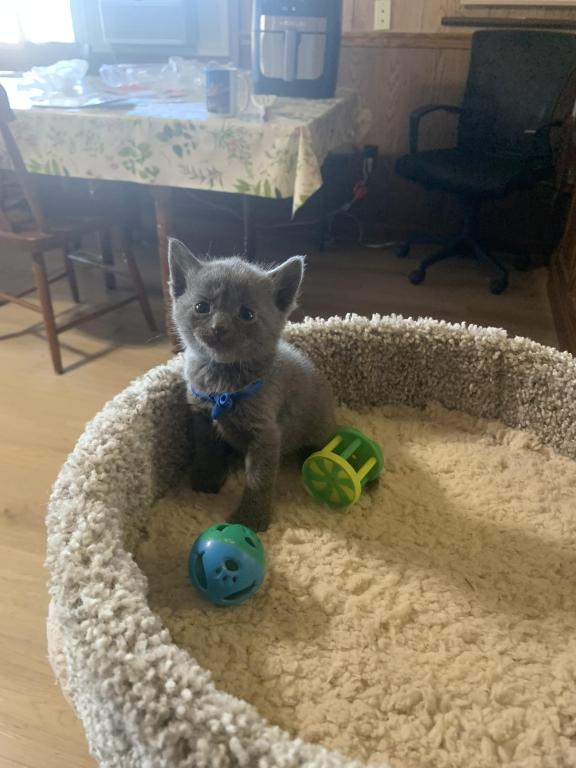 Mixed Breed Kittens photo 10