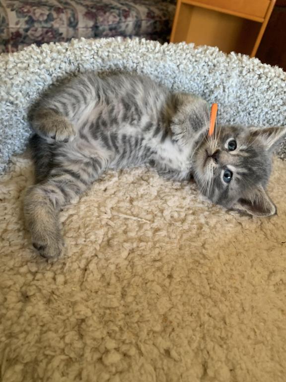 Mixed Breed Kittens photo 8