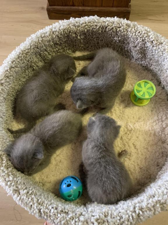 Mixed Breed Kittens photo 4