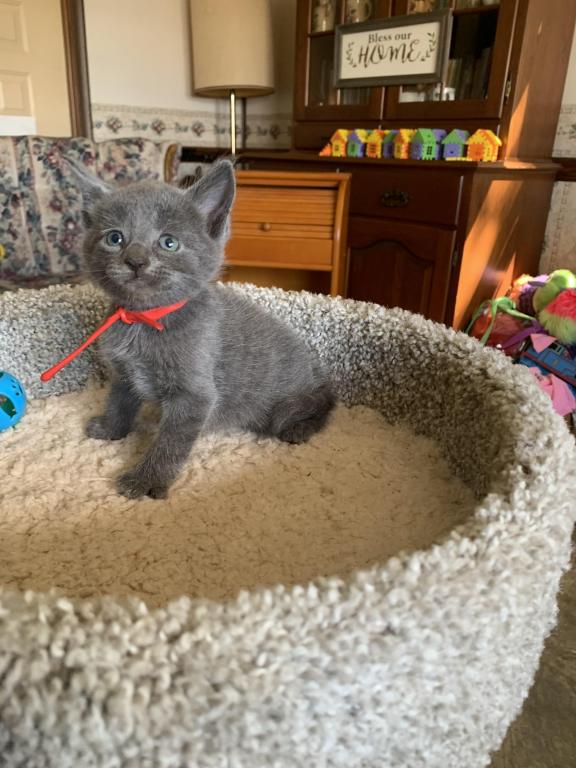 Mixed Breed Kittens photo 2