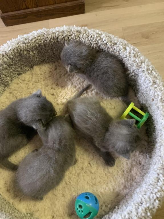 Mixed Breed Kittens photo 1