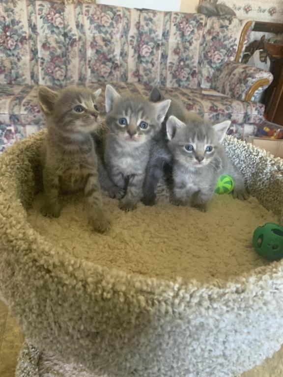 Mixed Breed Kittens