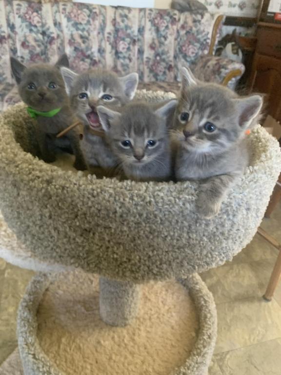 Mixed Breed Kittens photo 17