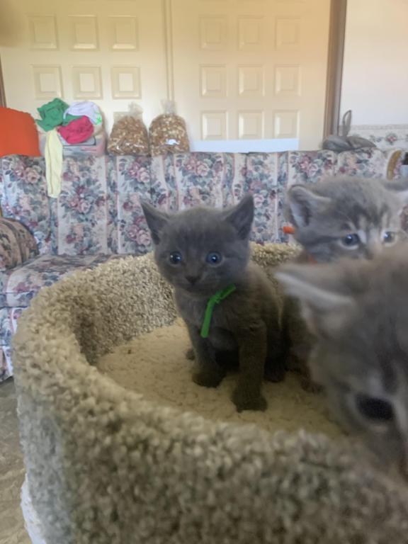 Mixed Breed Kittens photo 15