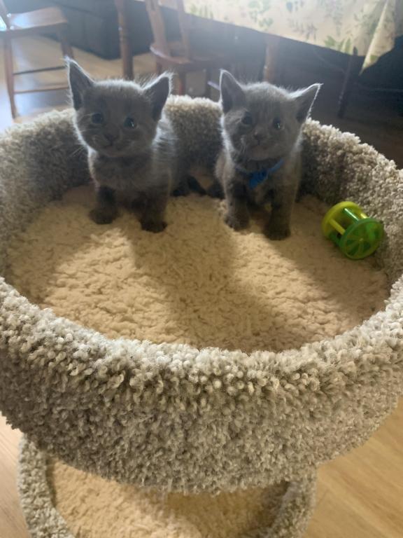Mixed Breed Kittens photo 14